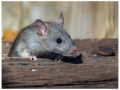 駆除Info | ネズミのなわばりとラットサイン