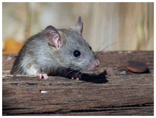 駆除Info | ネズミの習性を知ろう！