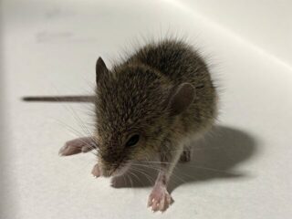 駆除Info | ネズミ駆除用の毒餌の選び方と殺鼠剤 の使用上の注意点