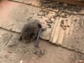 駆除Info | ネズミ駆除用の毒餌の選び方と殺鼠剤 の使用上の注意点