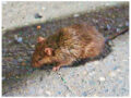 駆除Info | ネズミが媒介する病気は恐ろしい！