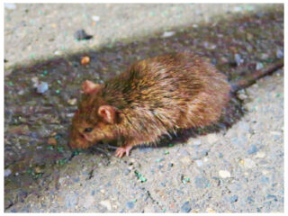 駆除Info | ネズミの生態