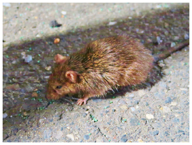 駆除Info | ネズミの生態