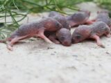 駆除Info | ネズミの繁殖力は強い？繁殖時期は？対策には早期駆除がオススメ！