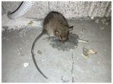 駆除Info | 安全にネズミを追い出す方法について 